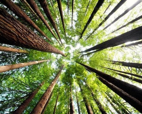 camino-stage7 - Custom)