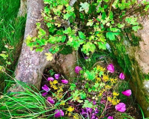 camino-stage8 (Custom)